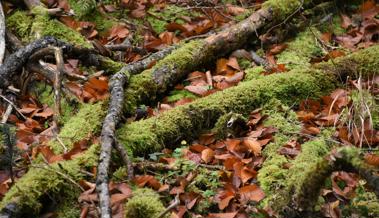 Rhyboot bekam Wald geschenkt