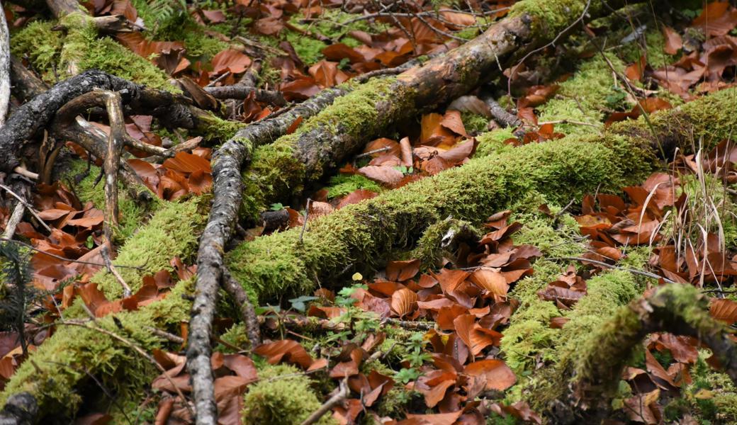 Rhyboot-Mitarbeiter bewirtschaften jetzt Wald.