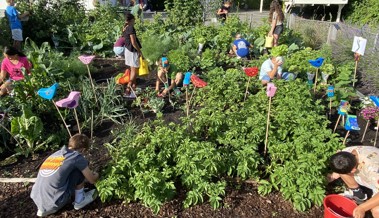 Naturgarten in der Schule: Wo früher Schafe weideten, wachsen jetzt Karotten