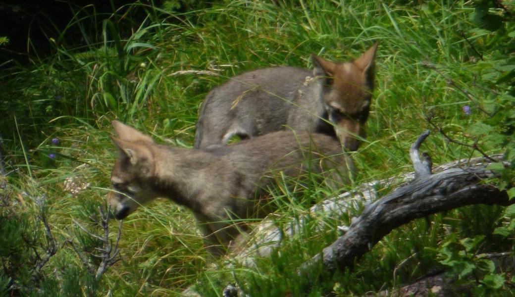 Zwei Jungwölfe des Calanda-Rudels in Graubünden, aufgenommen im August 2015. Unweit vom Calanda gibt es nun weitere Jungwölfe im St.Galler Calfeisental.