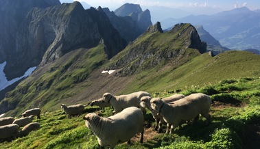 Nach Wolfsangriff: Die Schafzüchter beenden die Saison abrupt