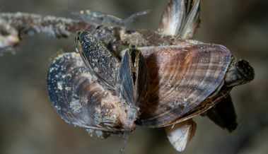 Ziel ist es, die Quagga-Muscheln in umweltfreundlichen Zement zu verwandeln