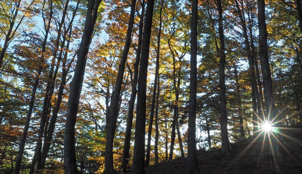 Barbara Weder schickte dieses schöne Waldbild, das sie bei der Meldegg oberhalb Au machte. 