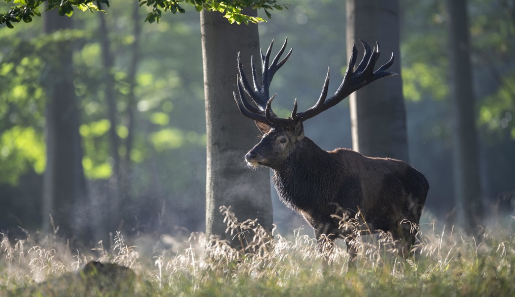 Wildbestände im Alpstein: Warum Feldhasen verschwinden und es mehr Hirsche gibt