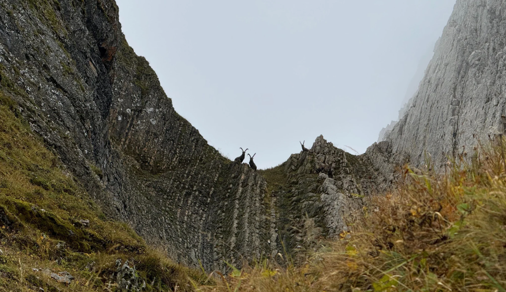 Zwischen Nebel, Nervosität und steilen Felswänden: Auf Steinbock-Jagd im Alpstein