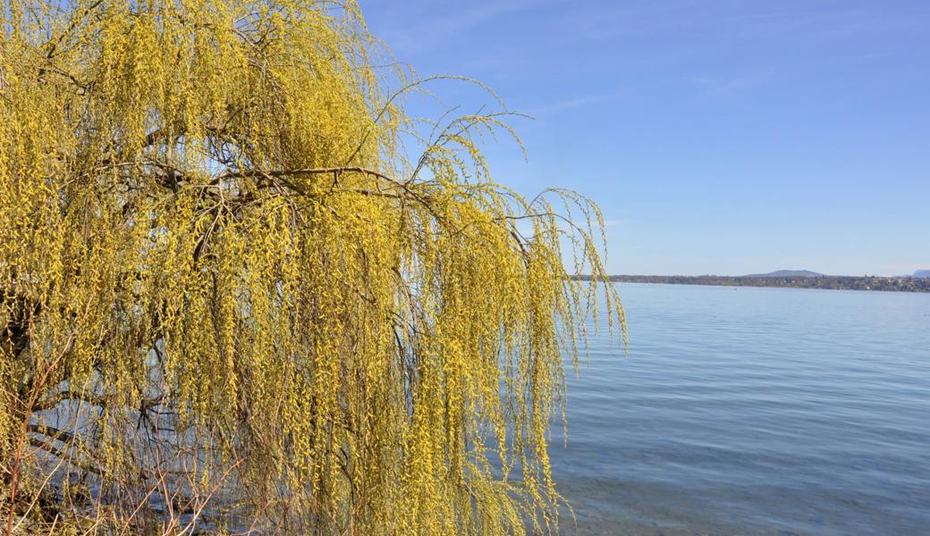 Salix alba Tristis, eine Trauerweide am Bodensee.