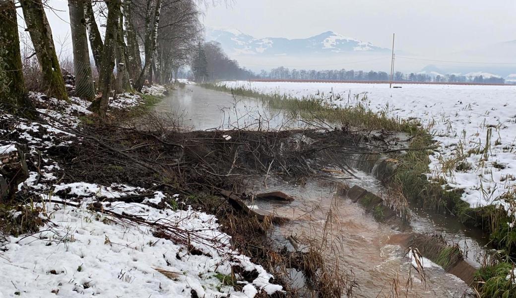 Das von Bibern gestaute Wasser kann angrenzende landwirtschaftlich genutzte Flächen durchnässen. Seit Kurzem dürfen Mitarbeiter der Melioration der Rheinebene in definierten technischen Gewässern eingreifen.