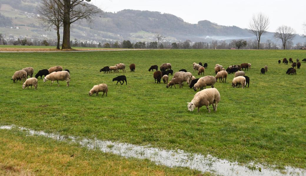 Die 500 Schafe haben auf der anderen Strassenseite die Weide  erreicht.