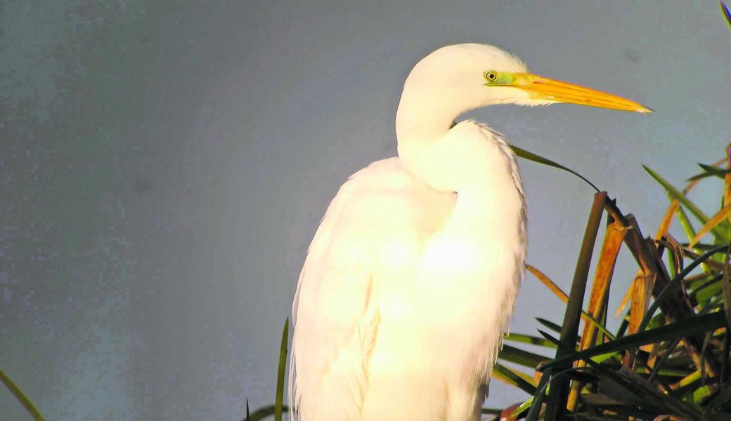 Ein Silberreiher, aufgenommen am Bodensee auf Schweizer Seite.  