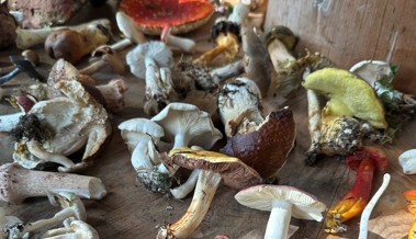 Gleich drei tödlich giftige Pilze im Korb: Pilzkontrolleure berichten über die Saison