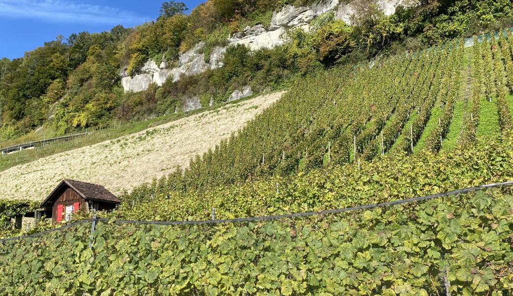 Im Herbst kann es in den Rebbergen knallen.