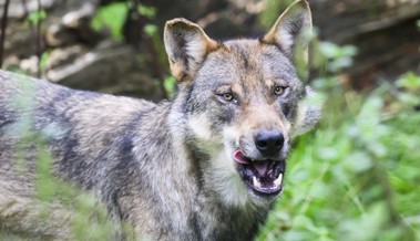 Raubtier im Werdenberg gesichtet: Wolf greift Geiss an und erregt Aufmerksamkeit