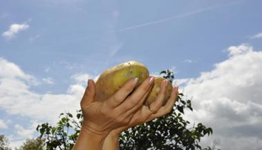 Garten: Die grössten Kartoffeln