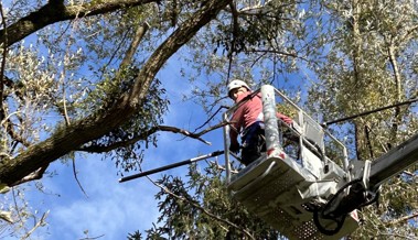 Die Mistel mit ihren dichten, grünen Kugeln: Plage, Aberglaube und Arznei