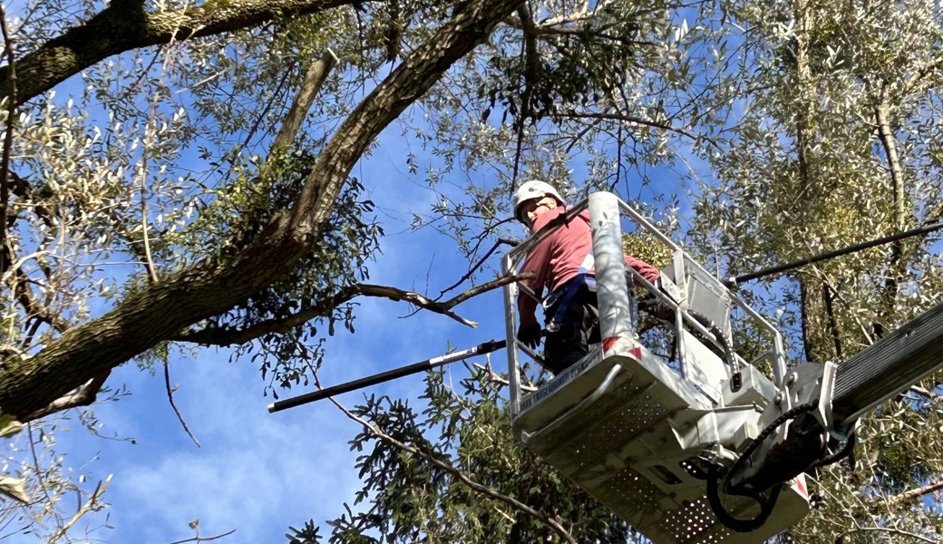 Die Mistel mit ihren dichten, grünen Kugeln: Plage, Aberglaube und Arznei