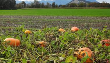 Der Herbst lässt grüssen