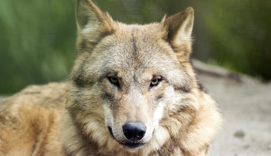 Ob der Wolf, der in Altstätten Schafe riss, eventuell aus dem Calanda- oder einem anderen Rudel stammt, wird sich, falls überhaupt, erst in ein paar Wochen zeigen.