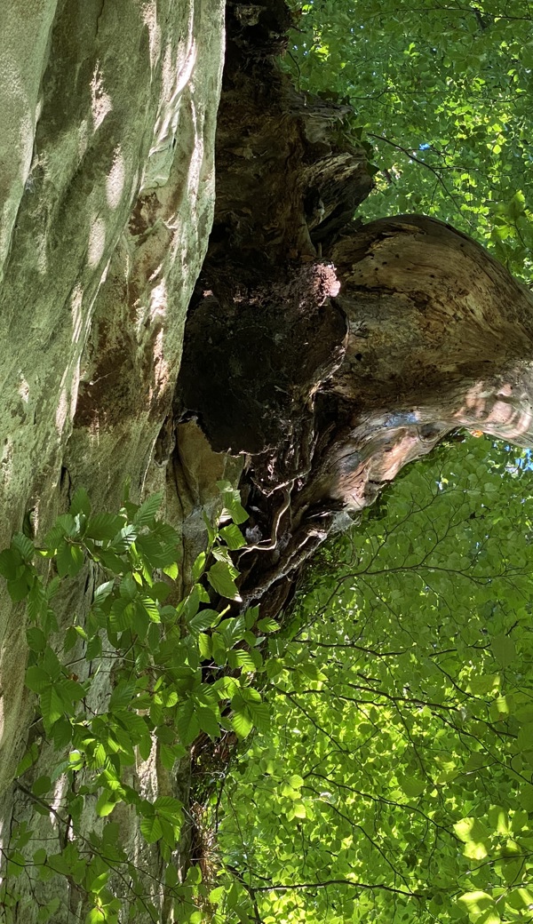 Unter diesem Baumstrunk hatte sich eine Platte gelöst. Unter diesem Baumstrunk hatte sich eine Platte gelöst.