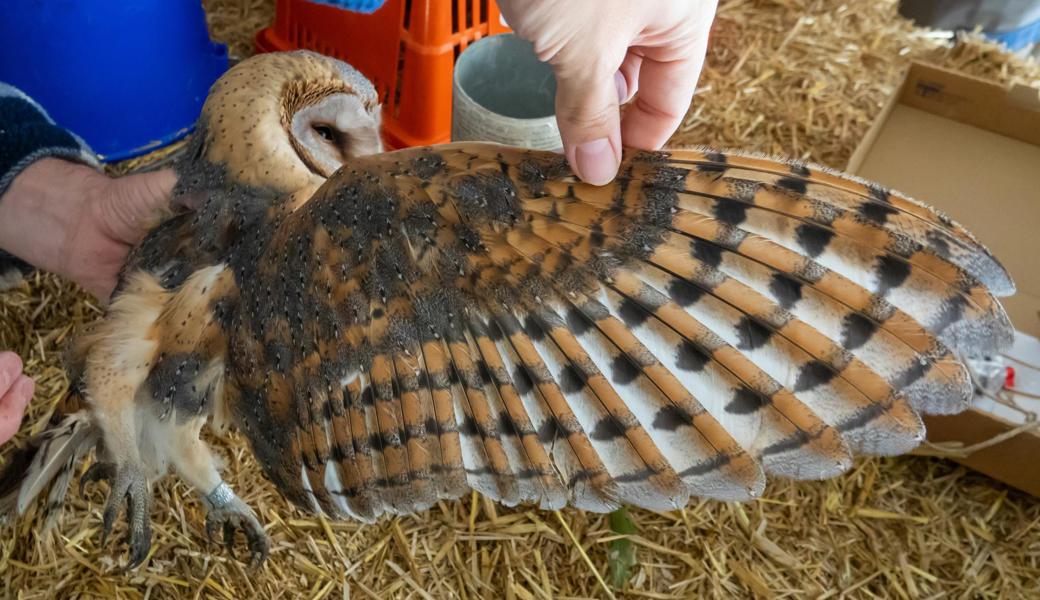 Das Federkleid einer jungen Schleiereule nach der Beringung. Wegen der Struktur der Flügel und des gezackten Gefieders fliegen die Nachtvögel absolut lautlos.