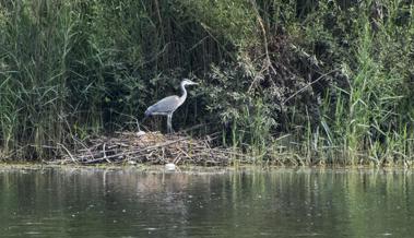 Graureiher frei zum Abschuss