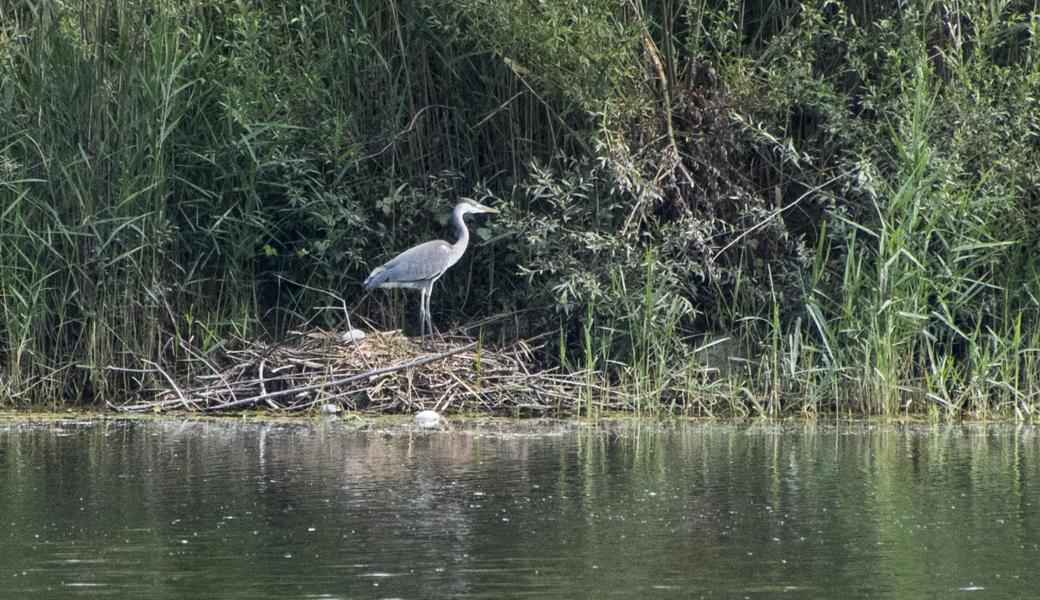 Noch ist der brütende Graureiher auf der Insel am Eselschwanz sicher. Sollte auch im Bezirk Bregenz der Abschuss dieser Vögel freigegeben werden, könnte es den Schweizer Graureihern wie heute schon in Lustenau an den Kragen gehen. 