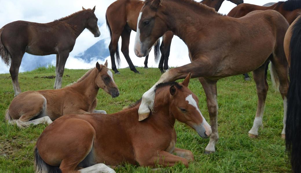 Zwei Fohlen spielen noch friedlich auf der Sommeralp, bevor auch sie am Samstag präsentiert werden. 