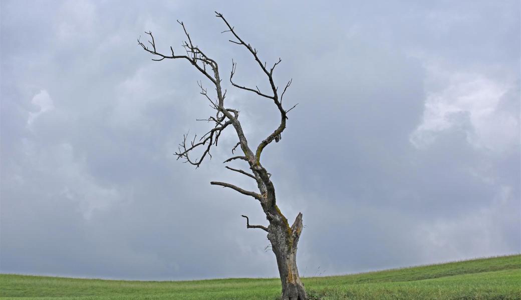 In dem Baum steckt mehr Leben, als man denkt. 