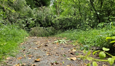 Gewitterfront vom Dienstag: Umgestürzte Bäume und ein verwehtes Zelt