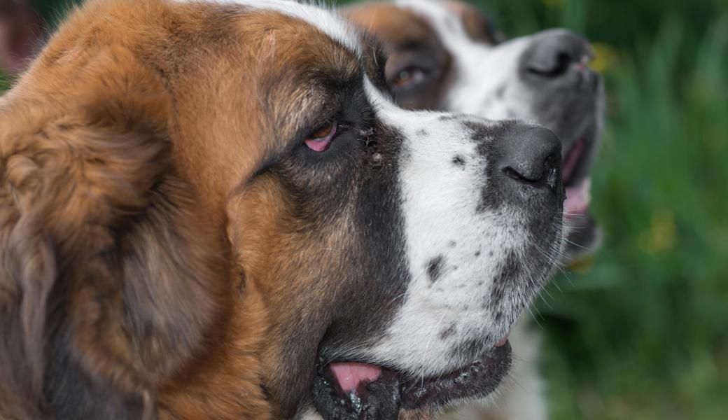 Der Bernhardiner ist das Schweizer Nationaltier – auch Hunde dieser Rasse können aber zubeissen.