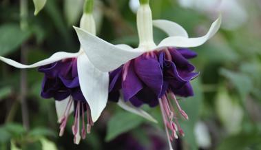 Garten: Essbare Blüten in aller Munde