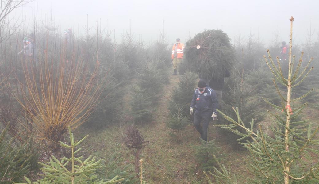 Dem Mann folgt der Christbaum "bei Fuss".