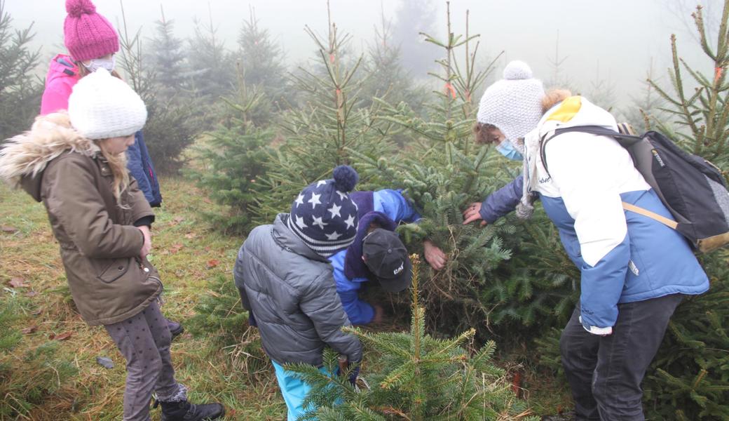 Familie Bruderer schnitt sich den Baum selber.