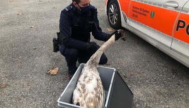 Polizei rettet verletzten Jungschwan