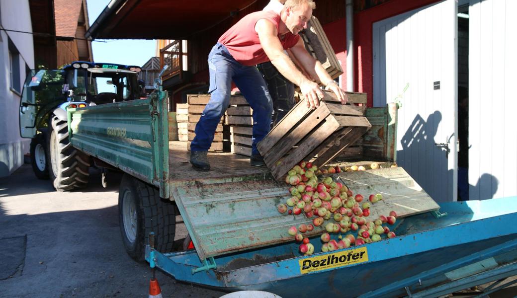 Betrieb wie damals im Herbst 2018 mit einem Rekord von 2028 Tonnen Obst bei der Mosterei Kobelt in Marbach ist die Ausnahme. Dieses Jahr erwarten Obstbauern und Mostereien eine durchschnittliche Ernte. 