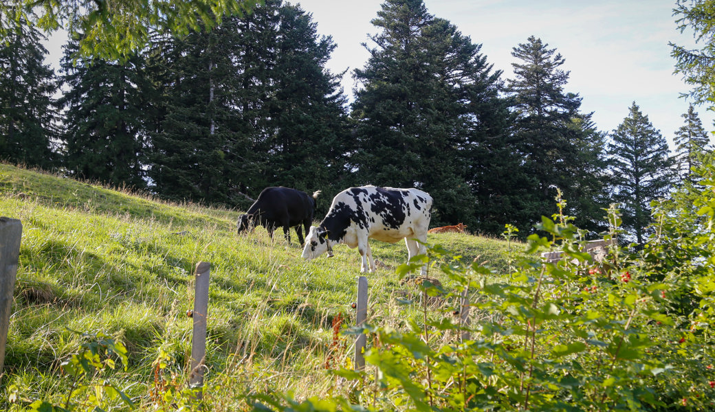 Frust über frühes Ende des Alpsommers: Rheintaler Alpen rüsten sich für die Zukunft