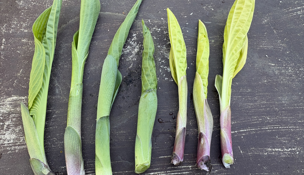 Die Triebe der Hostas sind essbar, sie schmecken wie Spargel