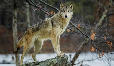 Wolf reisst drei Schafe in Altstätten