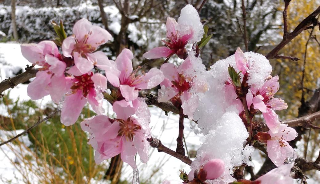 Schnee auf Pfirsichblüten nach Ostern 2021.