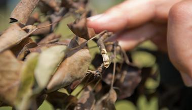 Obstplantagen bekommen eine Sicherheitszone