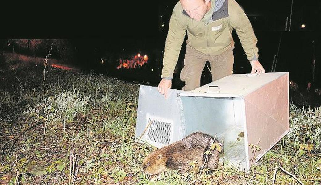 Ein Wildhüter setzte 2017 einen Biber in Altenrhein aus. 