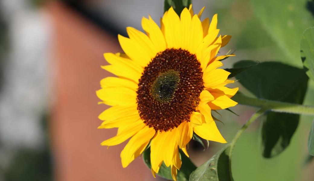 Sonnenblumen wachsen auch im Halbschatten, vor allem in warmen Gegenden.