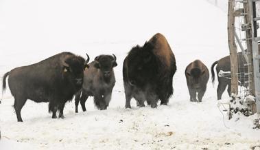 «Wilder Westen» im fernen Osten