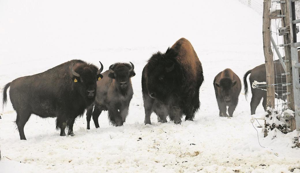 Bisons fühlen sich im Schnee des Appenzeller Vorderlandes heimisch. 
