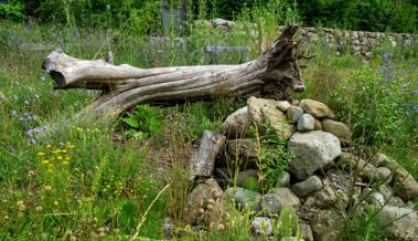 Öffentliche Führung zum Thema Biodiversität