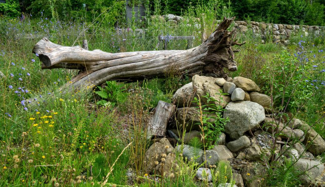 Elemente eines Naturgartens: Wurzelstock, Steinstrukturen und Wildstauden.