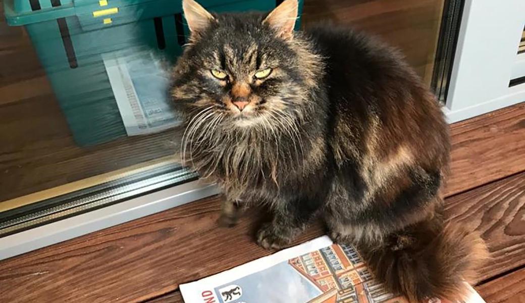 Die Findelkatze erschien vor der Tür des Nachbarn mit Eiszapfen im Fell.