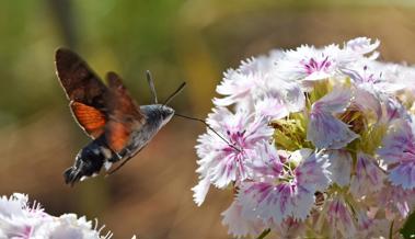 Garten: Der «Kolibri»-Turbo