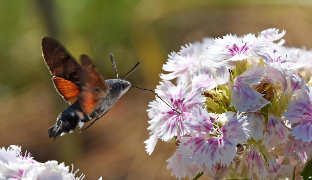 Wie ein  Kolibri navigiert das Taubenschwänzchen, ein Schwärmer, vor der Blume.  