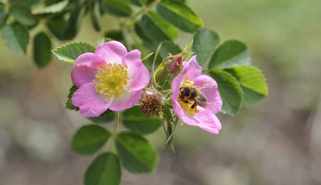Die einheimische Heckenrose blüht üppig. Darum ist sie beliebt bei den Bienen. Sie hat sich auch als Lieferantin hochwertiger, Vitamin-C–reicher Früchte einen Namen gemacht.