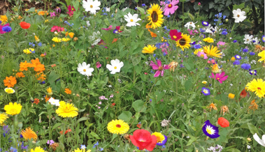 Eine mehrjährige Blumenwiese aus einheimischen Wildarten will gut geplant sein